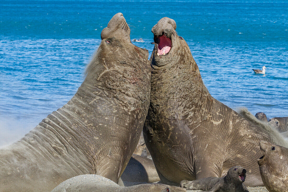 Adult bull southern elephant seals (Mirounga leonina) fighting for breeding grounds on South Georgia Island, Southern Ocean