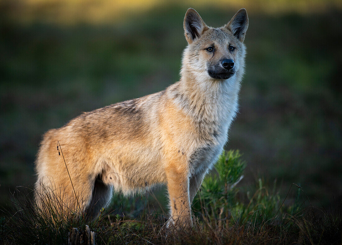 Wilder Grauer Wolfswelpe (Canis lupus lupus), Finnland