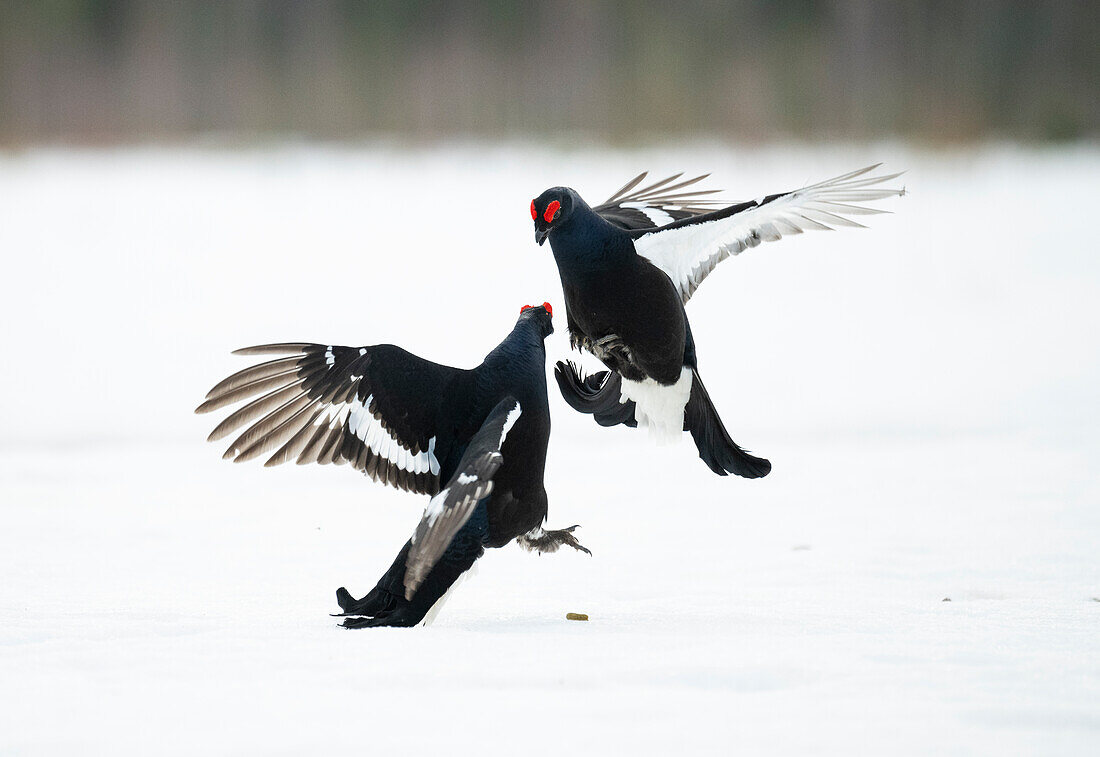 Male black grouse (Lyrurus tetrix) fighting on snow covered field, Finland