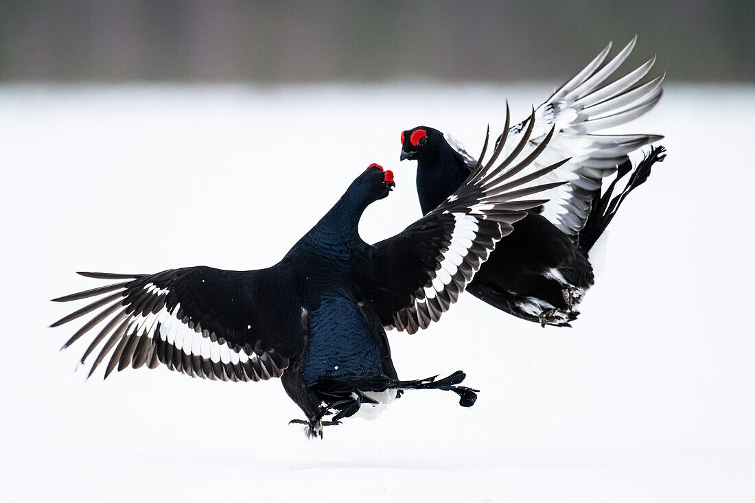 Male black grouse (Lyrurus tetrix) fighting on snow covered field, Finland