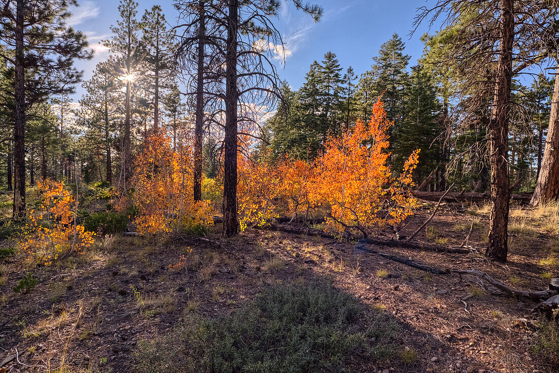 Aspen trees in autumn colors east of Greenland Lake, Grand Canyon North Rim, Arizona, United States of America