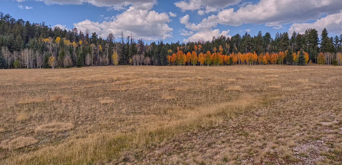 Laubbäume mit gelben und orangefarbenen Herbstfarben gemischt mit grünen Kiefern, Kaibab National Forest, Arizona, Vereinigte Staaten von Amerika