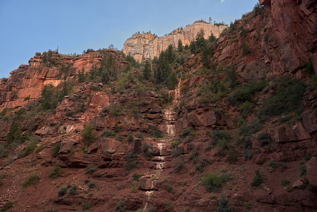 Ephemere Quelle an der Roten Wand des Roaring Springs Canyon, North Kaibab Trail, Grand Canyon North Rim, UNESCO, Arizona, Vereinigte Staaten von Amerika