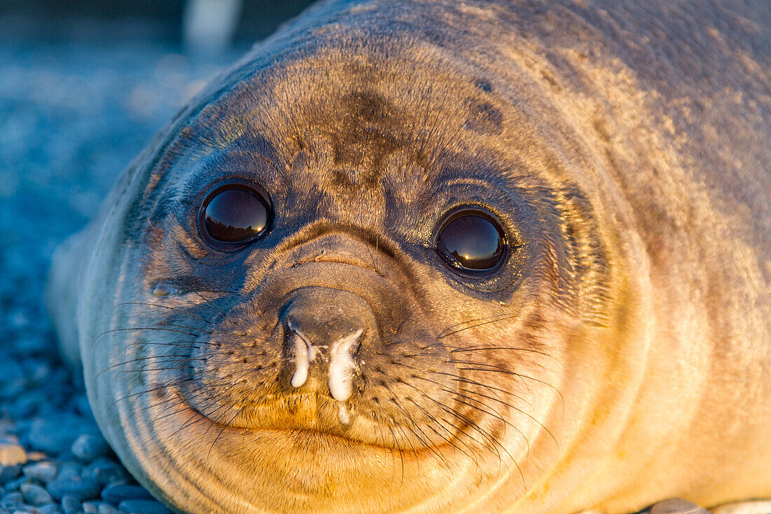 Southern elephant seal (Mirounga leonina) pup, called weaners once their mothers stop nursing, South Georgia Island, Southern Ocean