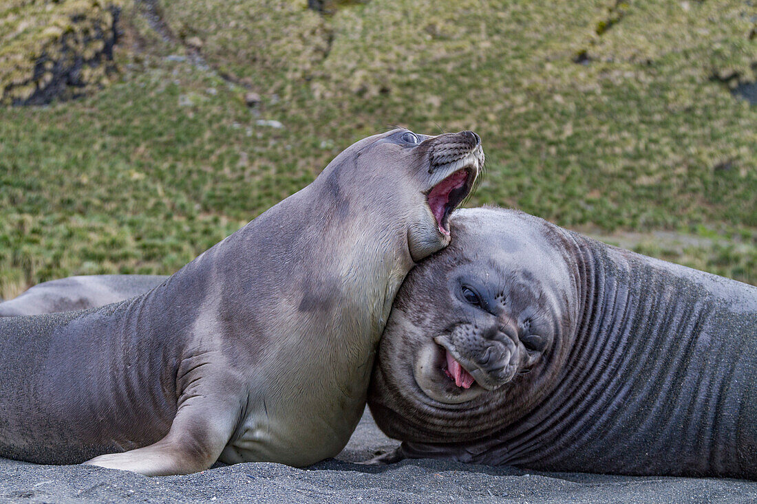 Male southern elephant seal (Mirounga leonina) pups mock fighting on South Georgia Island, Southern Ocean