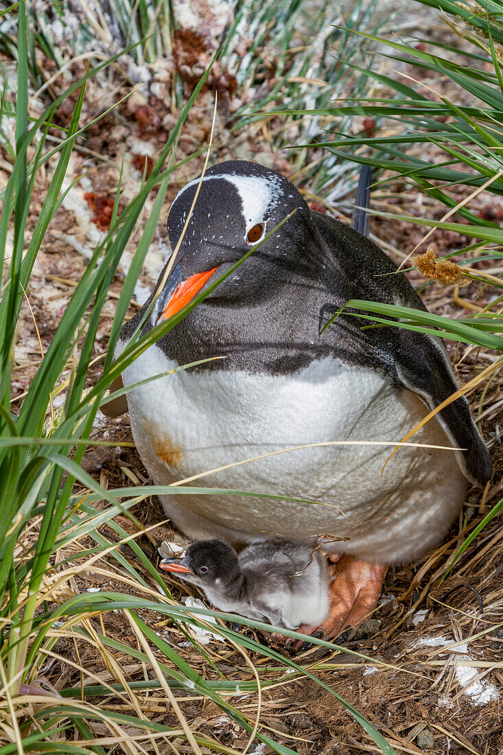 Ausgewachsener Eselspinguin (Pygoscelis papua) mit minutenalten, frisch geschlüpften Küken im Gold Harbor auf Südgeorgien