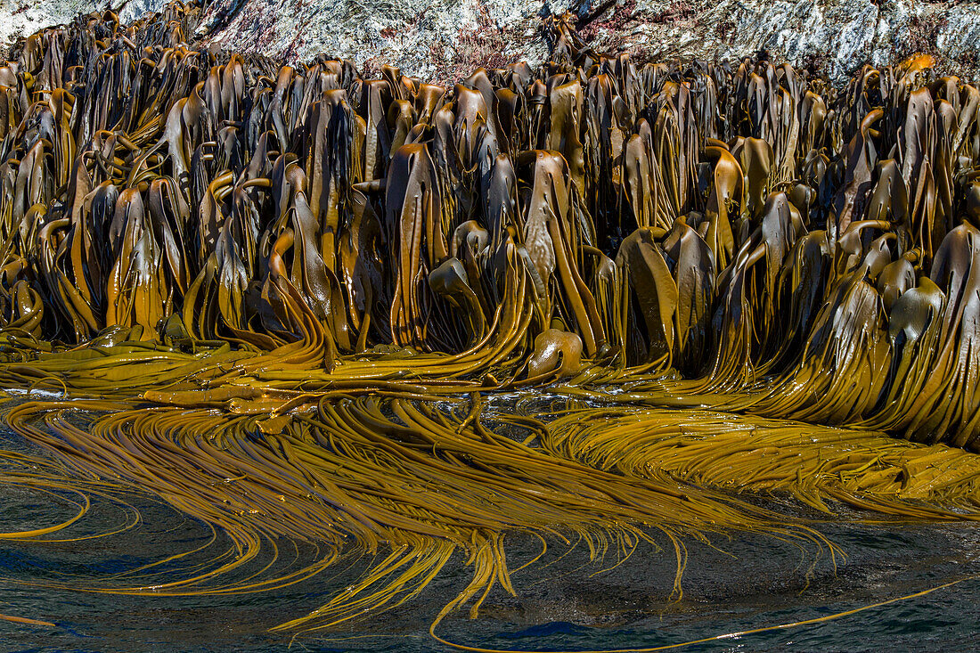 Very remote Shag Rocks, near South Georgia Island in the Scotia Sea, South Atlantic Ocean