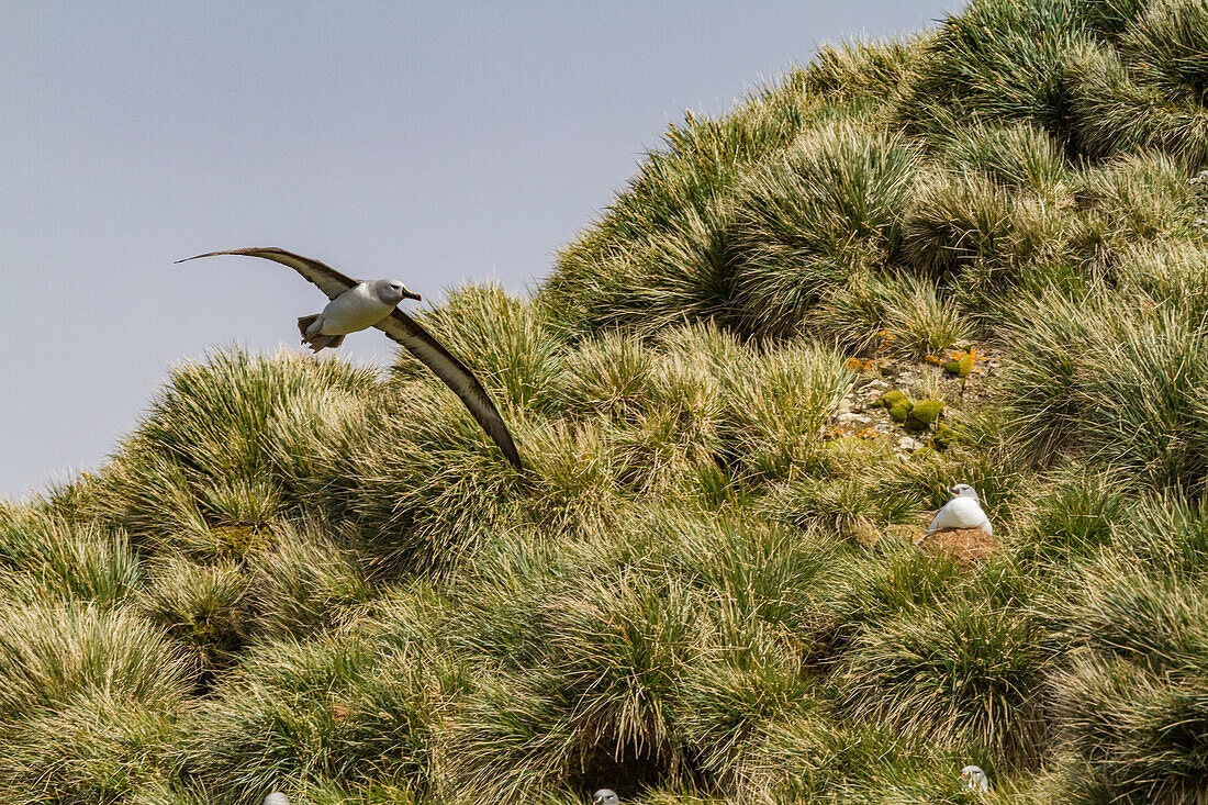 Adult Grey-headed Albatross (Thalassarche chrysostoma) in flight near nesting site at Elsehul, South Georgia