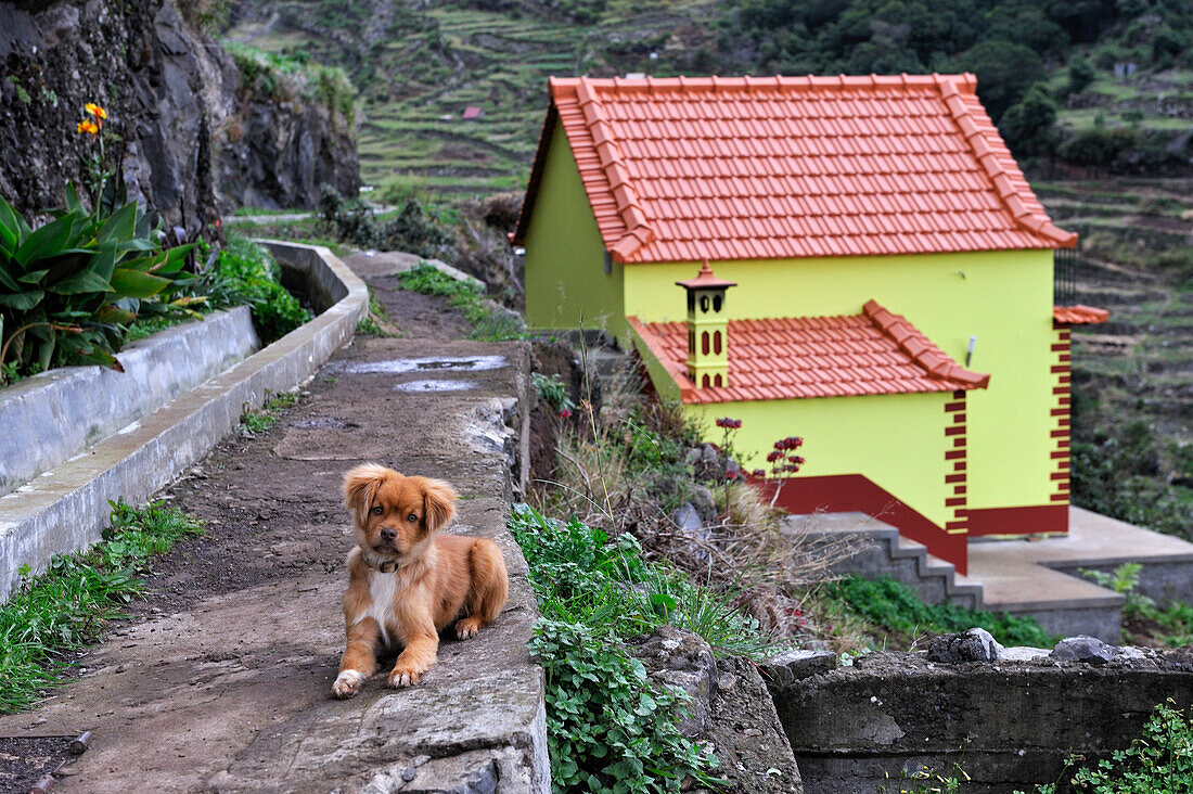 Levada (Aquädukt) auf den Höhen von Machico, Insel Madeira, Atlantischer Ozean, Portugal