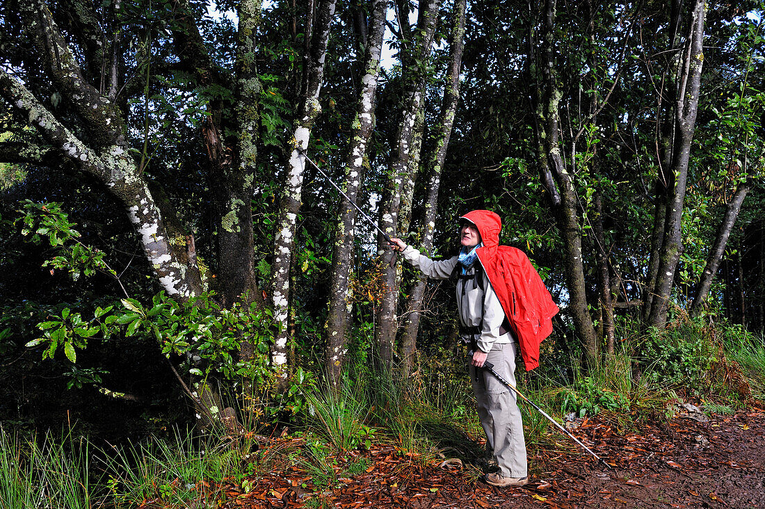 Hiker on ancient path used by villagers to cross the island North to South, on the heights of Santana, Madeira island, Atlantic Ocean, Portugal