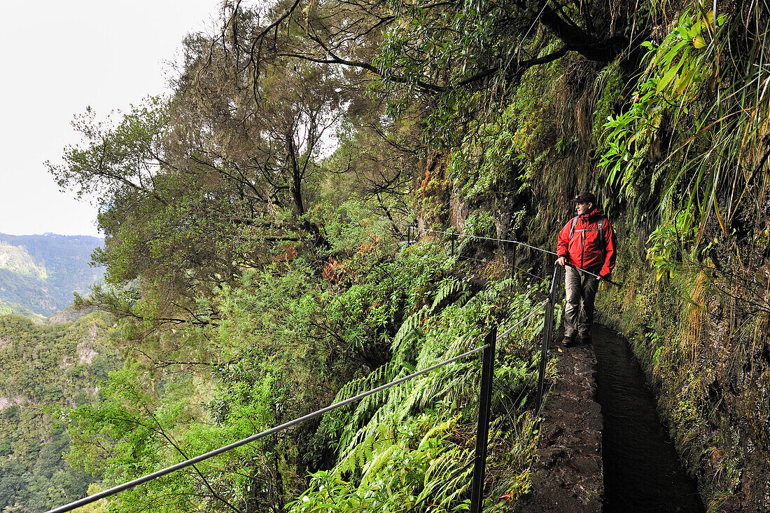 Wanderer auf dem Weg entlang der Levada (Aquädukt) des Grünen Kessels (Caldeirao Verde), Insel Madeira, Atlantischer Ozean, Portugal