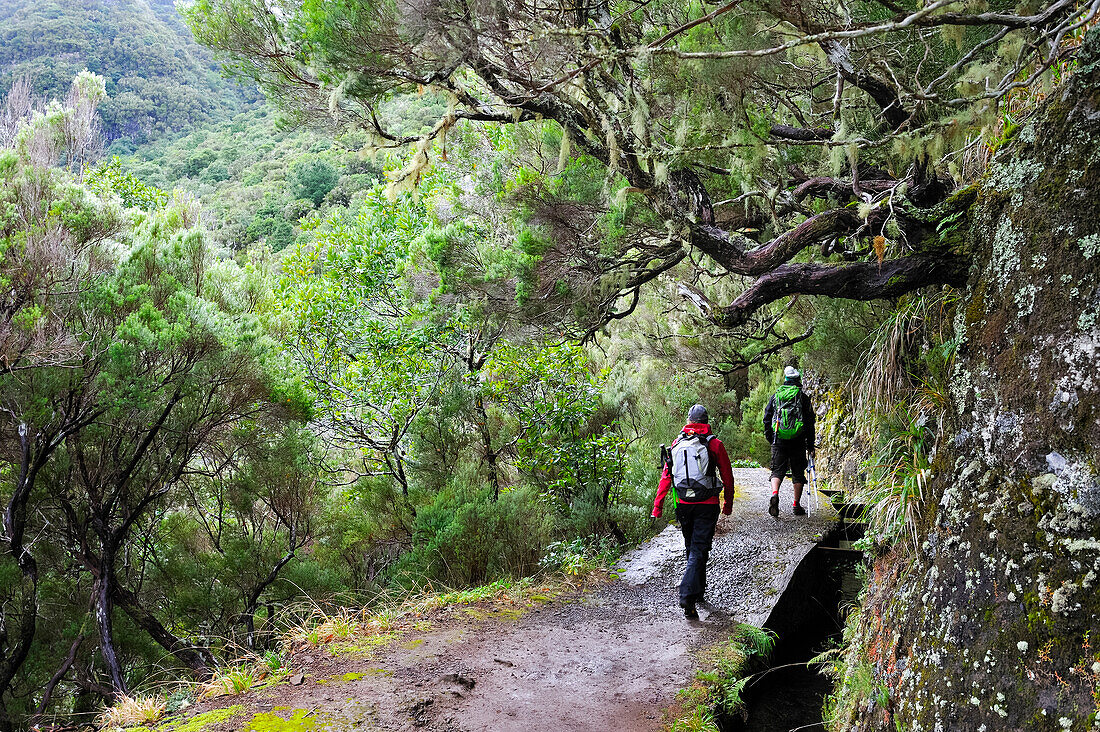 Wanderer auf der Levada von Rabacal auf dem Weg zum Kessel der 25 Brunnen, Insel Madeira, Atlantischer Ozean, Portugal