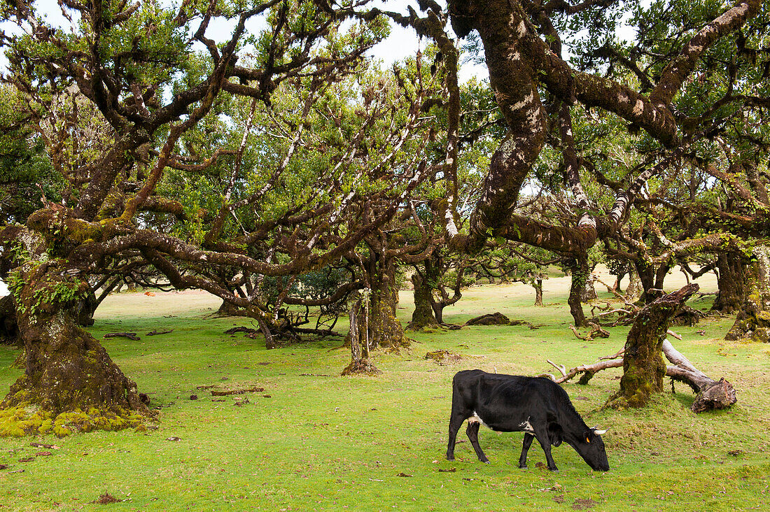 Rinder unter den mehrhundertjährigen Lorbeerbäumen bei Fanal, Hochebene Paul da Serra, Insel Madeira, Atlantischer Ozean, Portugal