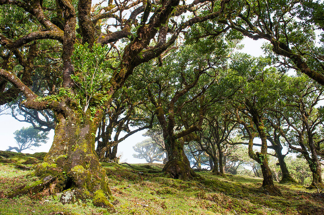 Lorbeerbäume in der Umgebung von Fanal, Hochebene von Paul da Serra, Insel Madeira, Atlantischer Ozean, Portugal