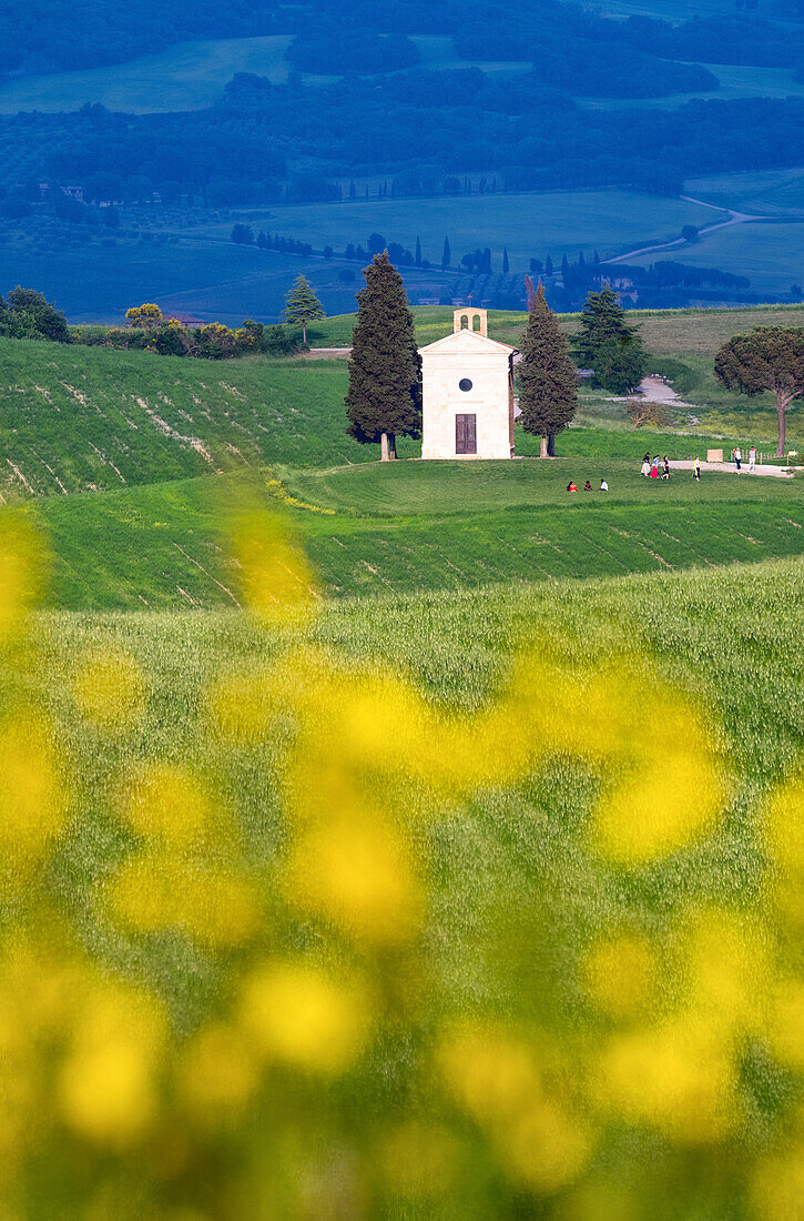 View towards the iconic Chapel of Madonna di Vitaleta, Val d'Orcia, UNESCO, Tuscany, Italy