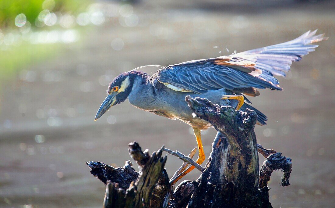 Gelbkroniger Nachtreiher (Nyctanassa Violacea), ein amerikanischer Watvogel, der sich von Krustentieren ernährt, Bermuda, Atlantik