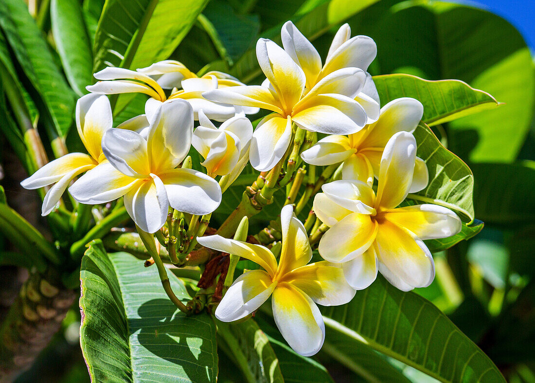 Frangipane-Blüten (Plumeria alba), Bermuda