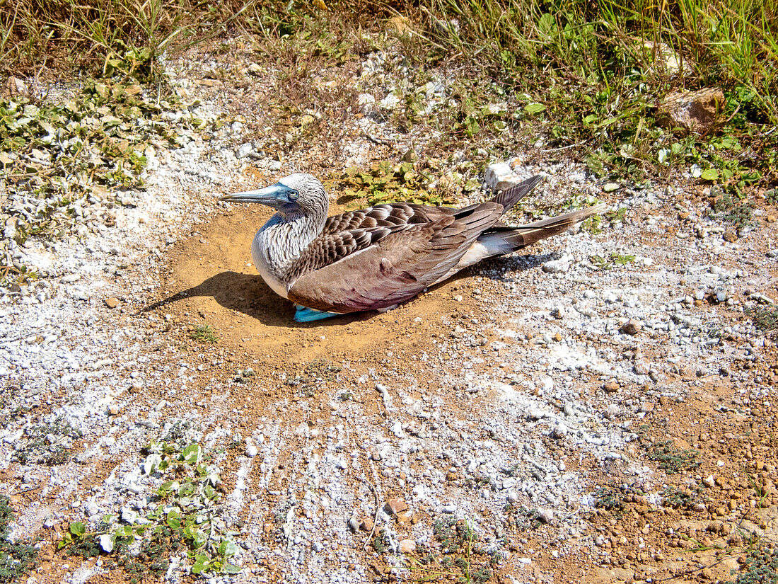 Blaufußtölpel (sula nebouxii) beim Ausbrüten der Eier in Punta Pitt, San Cristobal Insel, Galapagos, UNESCO, Ecuador