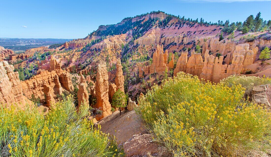 Fairyland Point und Hoodoos, Bryce Canyon National Park, Utah, Vereinigte Staaten von Amerika