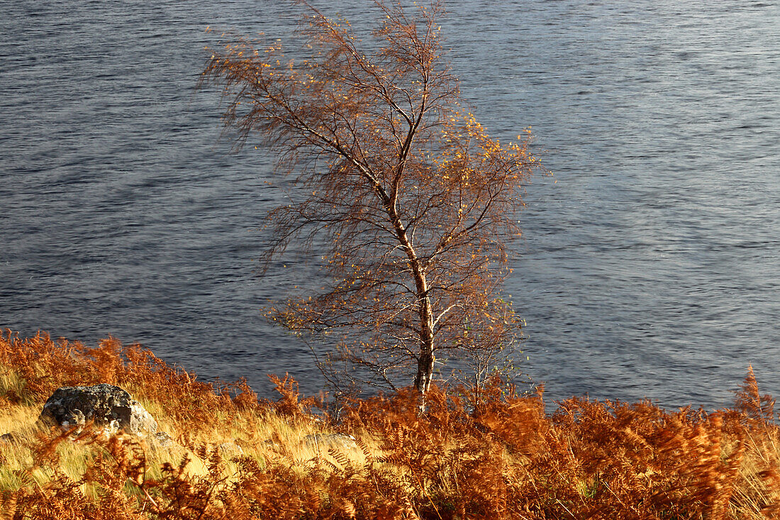 Baum, Loch Naver, Sutherland, Highland, Schottland, Vereinigtes Königreich