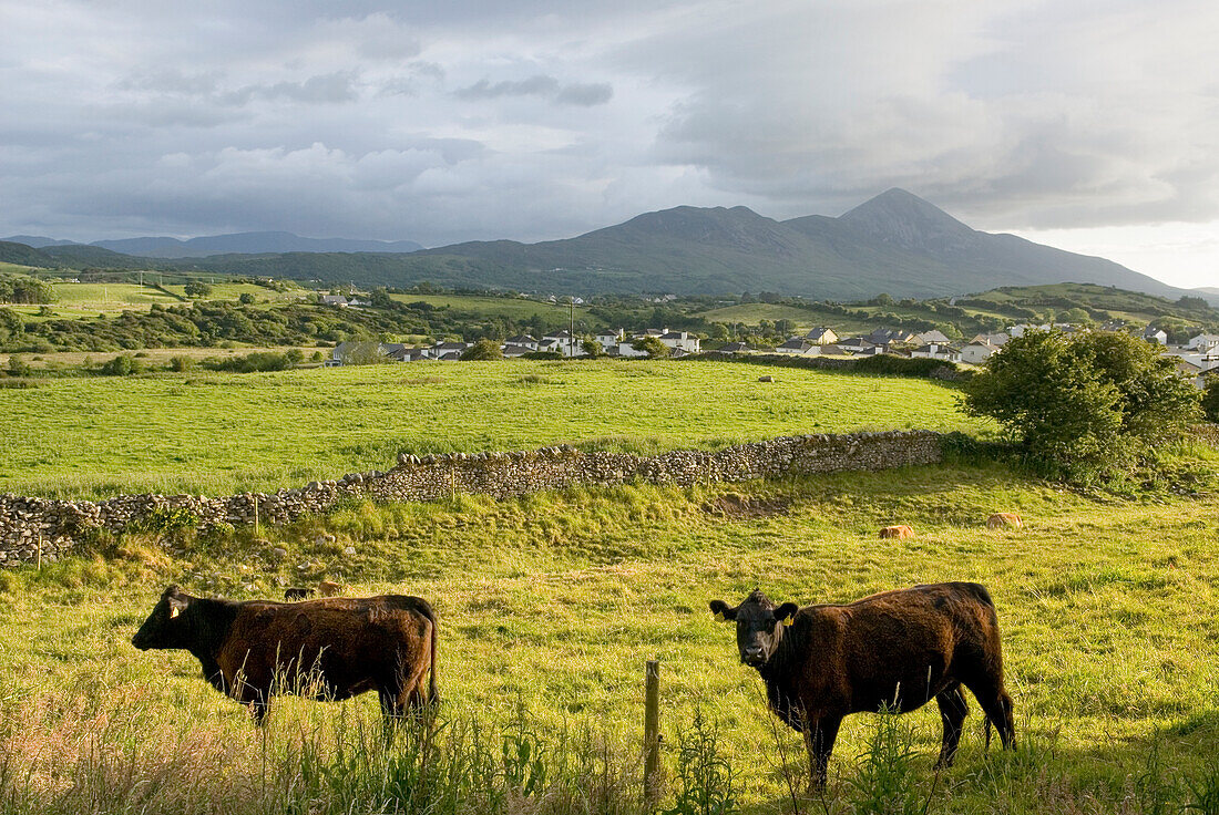 Cow in the countryside around Wesport, with Croagh Patrick in background, County Mayo, Connacht, Republic of Ireland