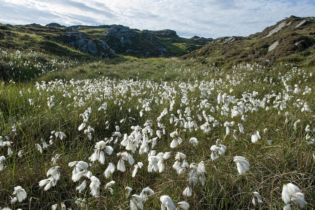 Gewöhnliches Wollgras (Eriophorum angustifolium), Insel Inishbofin, Connemara, Grafschaft Galway, Connacht, Republik Irland