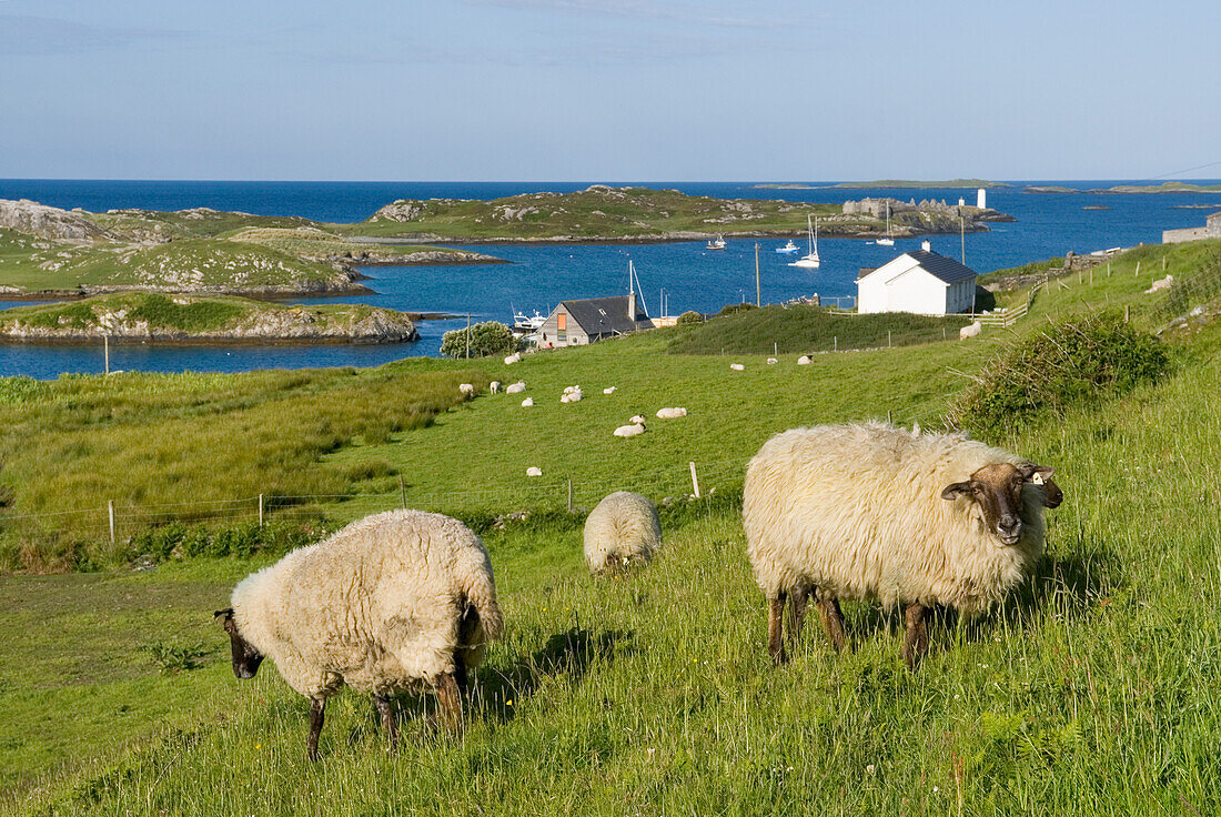 Inishbofin Insel, Connemara, Grafschaft Galway, Connacht, Republik Irland