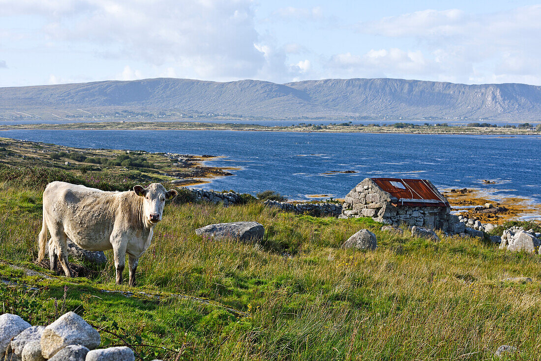 Landscape viewed from country road at the north of Lettermore island, west coast, Connemara, County Galway, Connacht, Republic of Ireland