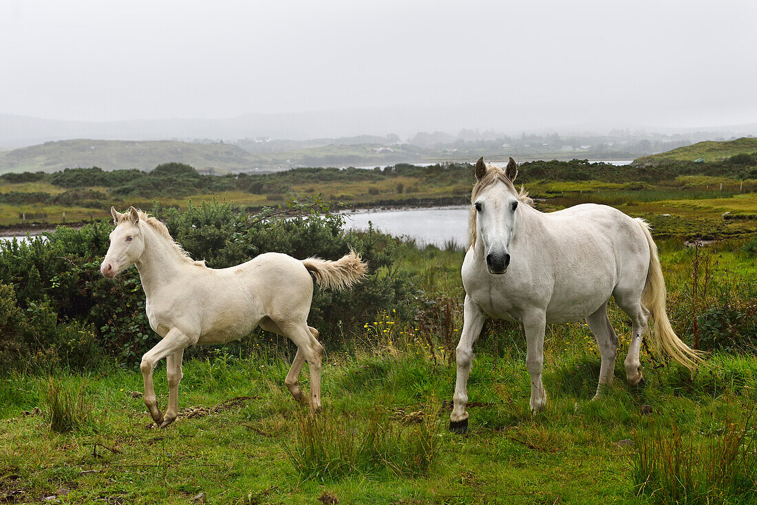 Connemara ponies in the rain, Ballinakill Bay, Letterfrack, Connemara, County Galway, Connacht, Republic of Ireland