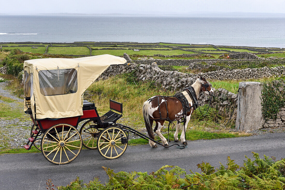 Fahrt mit der Pferdekutsche auf Inishmore, der größten der Aran-Inseln, Galway Bay, County Galway, Connacht, Republik Irland