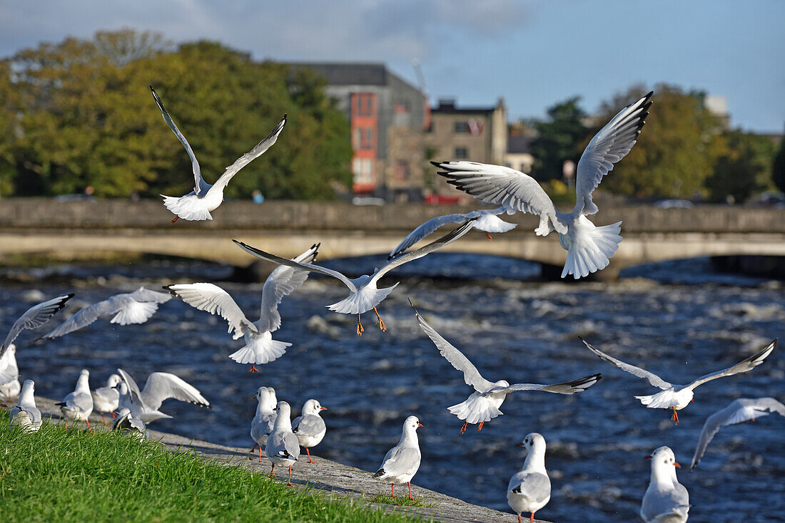 Seagulls along the river Corrib with the Wolfe Tone Bridge in the background, Galway, Connemara, County Galway, Connacht, Republic of Ireland