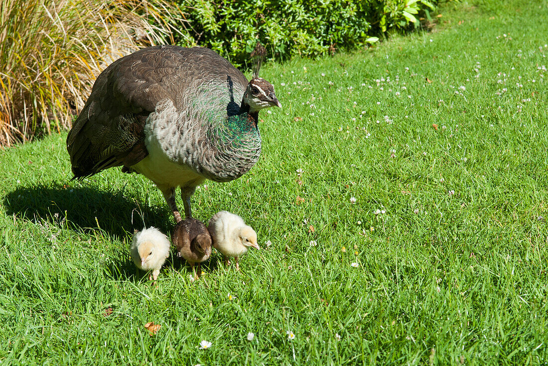 Female Peacock (peahen) and chicks, Ruthin Castle, Clwyd, Wales, United Kingdom