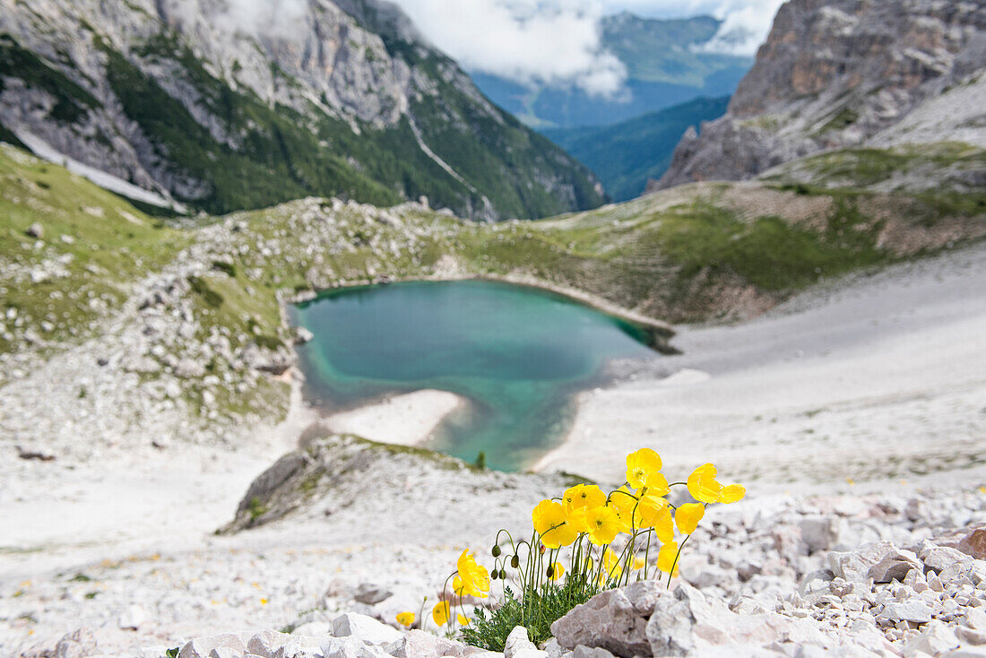 Alpine poppies above the Lago dei Piani inferiore, Three Peaks Nature Park, Dolomites, South Tyrol (Alto Adige), Italy