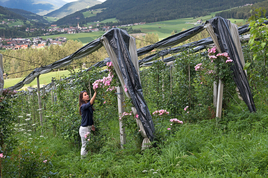 Junge Frau beim Besuch einer Apfelplantage, Gasthof Lerchnhof, Olang, Südtirol (Alto Adige), Italien