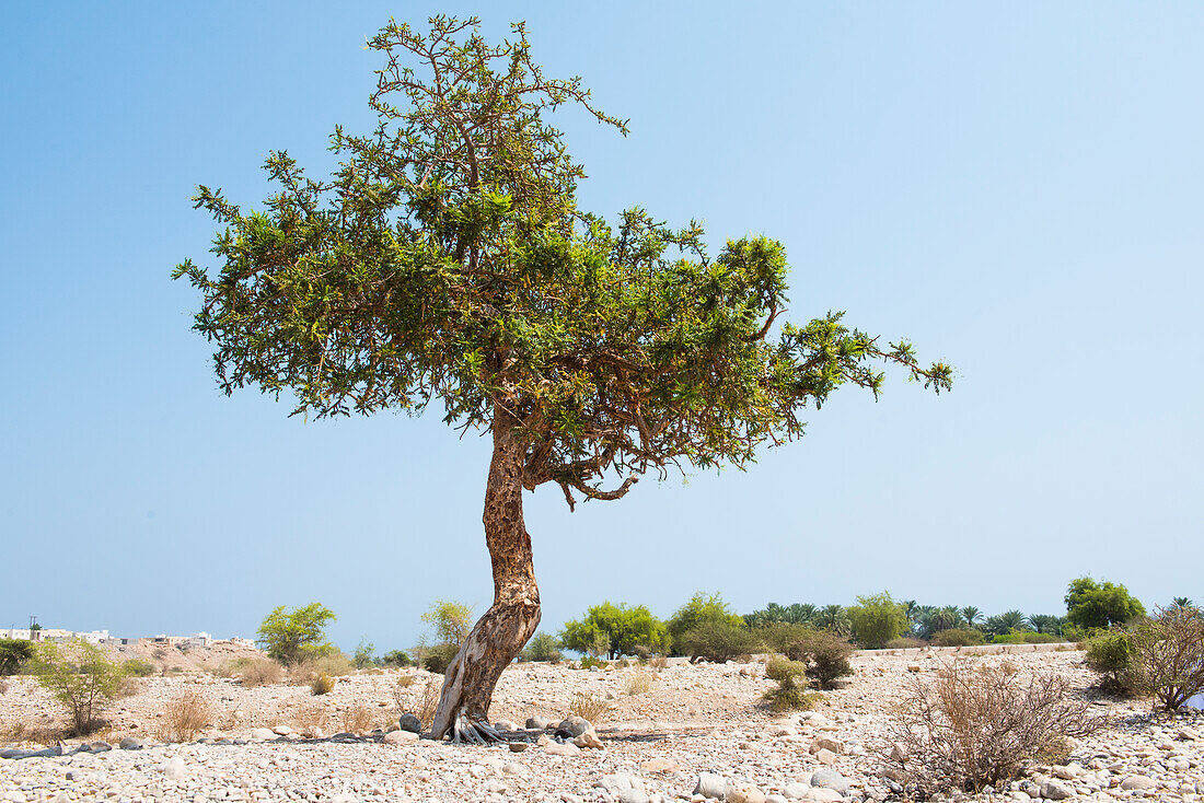 Boswellia sacra (frankincense) (olibanum) tree, Sultanate of Oman, Arabian Peninsula