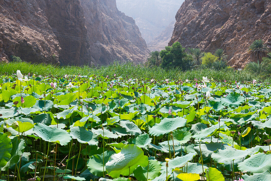 Lotus (Nelumbo nucifera) at the mouth of the Wadi Shab, canyon near Tiwi, Sultanate of Oman, Arabian Peninsula