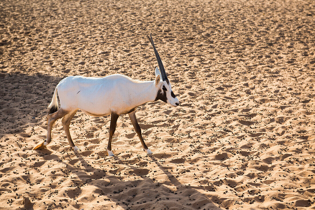 Oryx (Oryx leucoryx) in captivity, Thousand Nights Camp, Sharqiya Sands, formerly Wahiba Sands, desert region, Sultanate of Oman, Arabian Peninsula