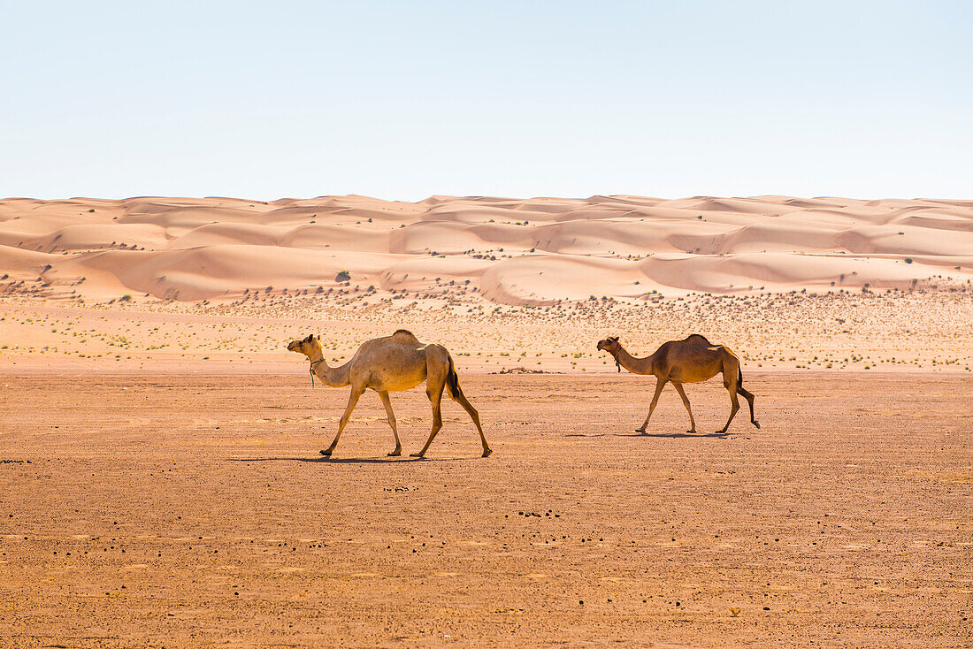 Dünen und Kamele in den Sharqiya Sands, ehemals Wahiba Sands, Wüstenregion, Sultanat Oman, Arabische Halbinsel