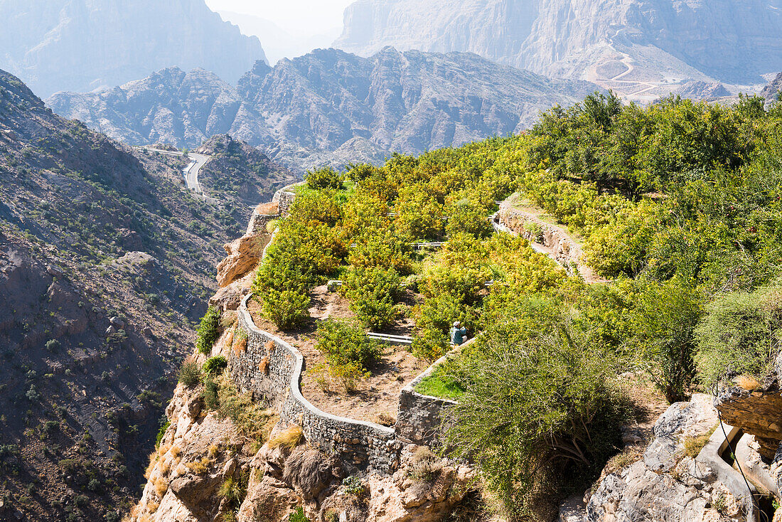 Terraced fields of the perched villages (Al Ain) (Al Agur) of Jabal Al Akhdar (Green Mountains), Sayq Plateau, Sultanate of Oman, Arabian Peninsula