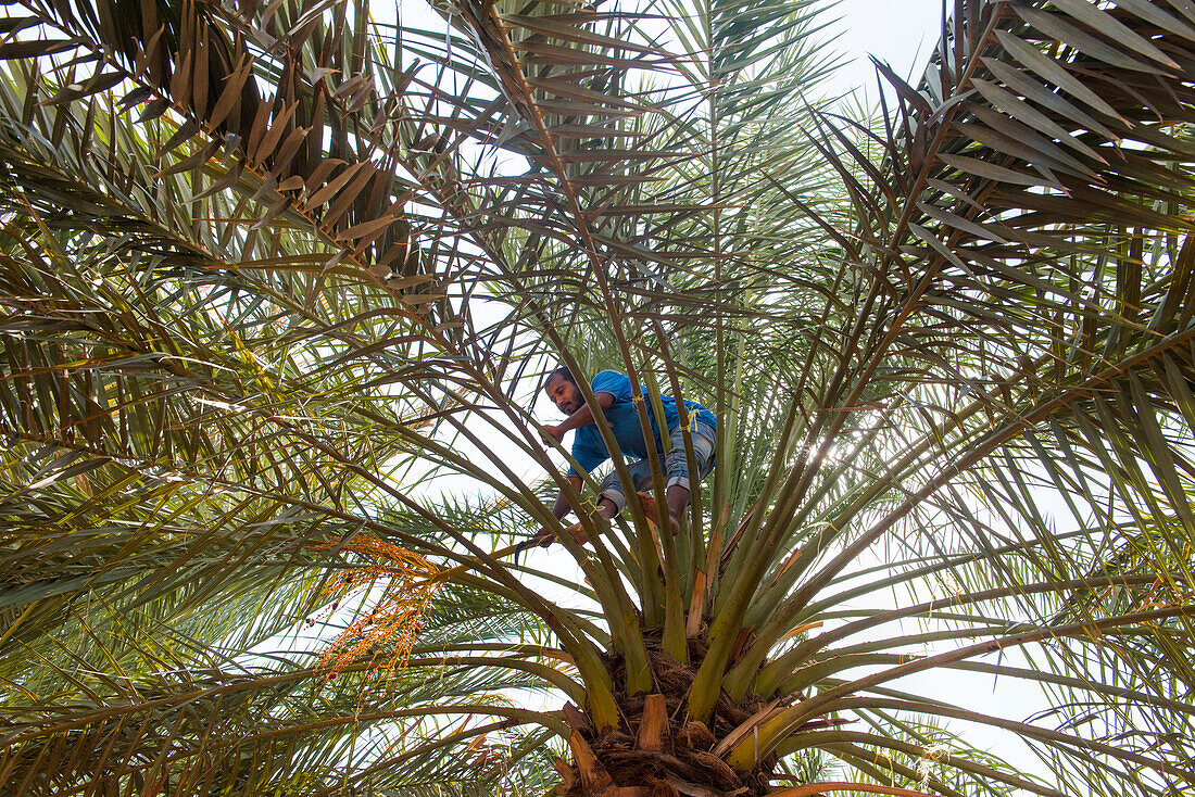 Man climbing date palm to cut bunches of dates at Birkat Al Mouz, Al Dakhliya region, Sultanate of Oman, Arabian Peninsula