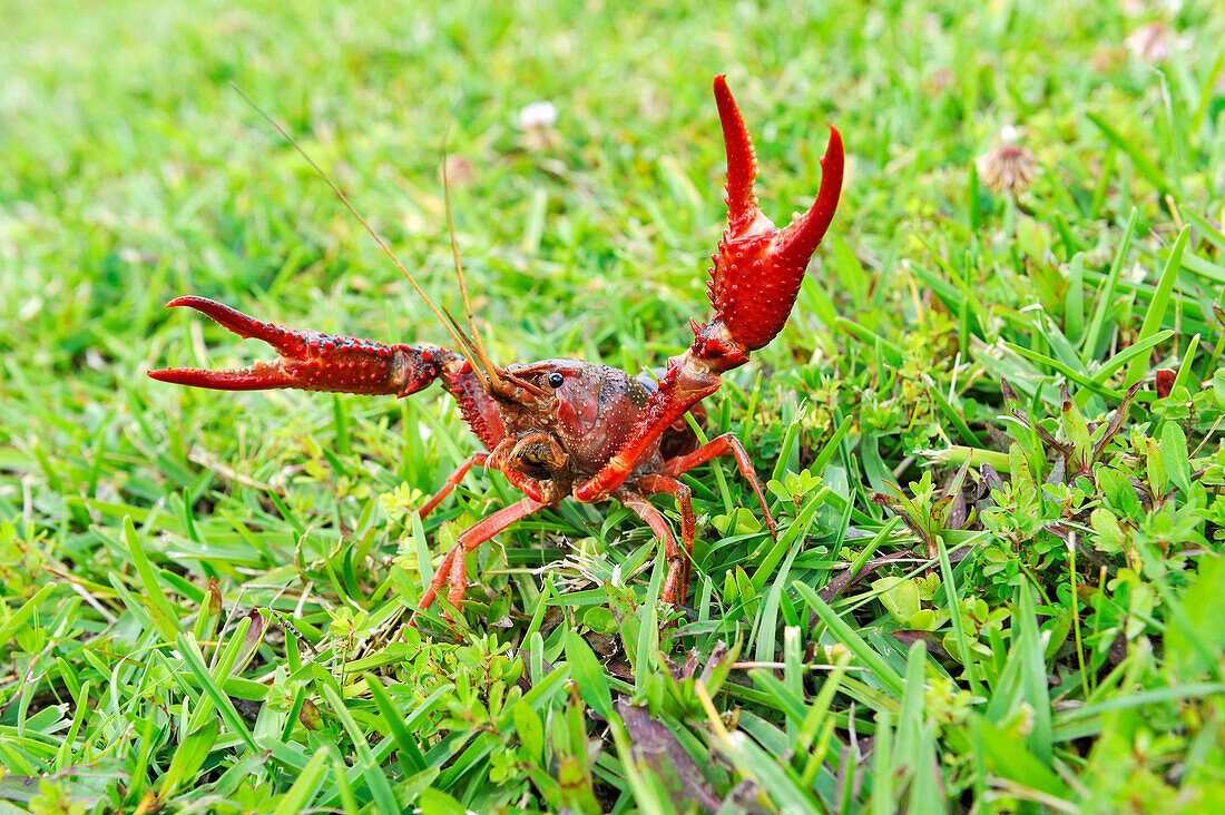 Crayfish in grassland near Beaumont, Texas, United States of America