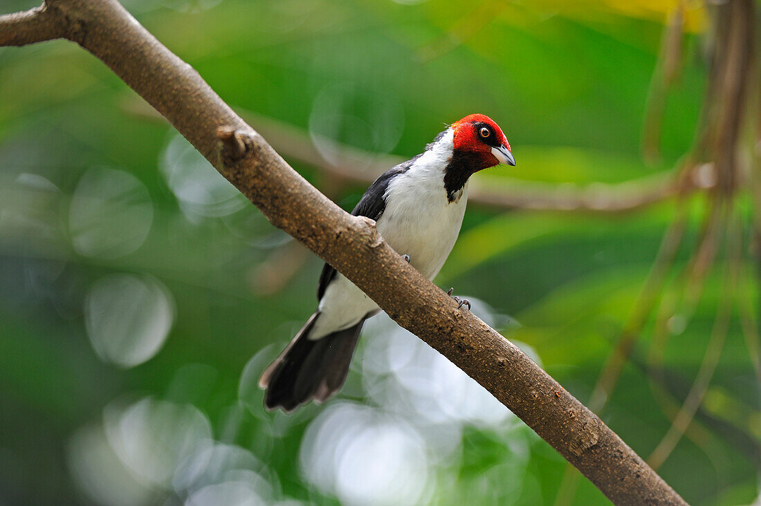 Rotkappenkardinal (Paroaria gularis) in der Regenwaldpyramide, Moody Gardens, Insel Galveston, Golf von Mexiko, Texas, Vereinigte Staaten von Amerika