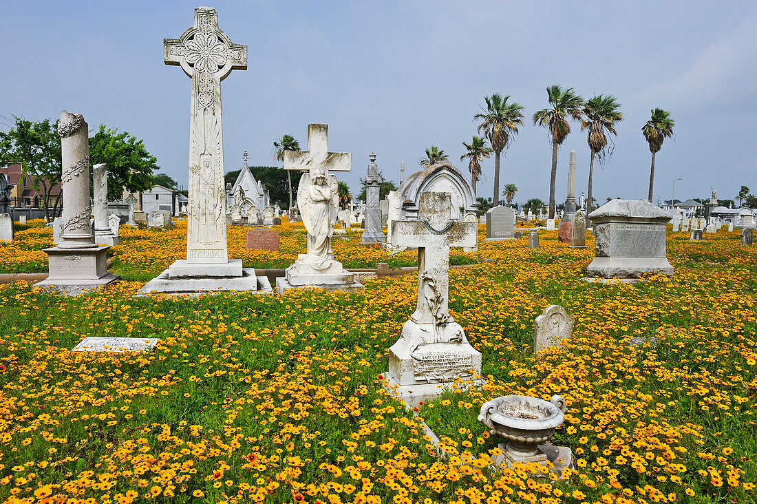 Gaillardia pulchella und Coreopsis-Blüten auf dem historischen Stadtfriedhof, Insel Galveston, Golf von Mexiko, Texas, Vereinigte Staaten von Amerika