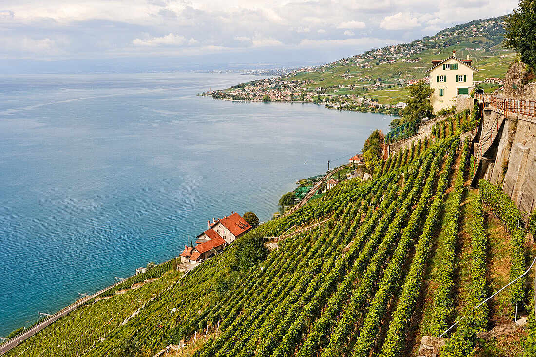 Le Dezaley, vineyard terraces of Lavaux between Epesses and Rivaz on the bank of Lake Leman, near Lausanne, Canton of Vaud, Switzerland