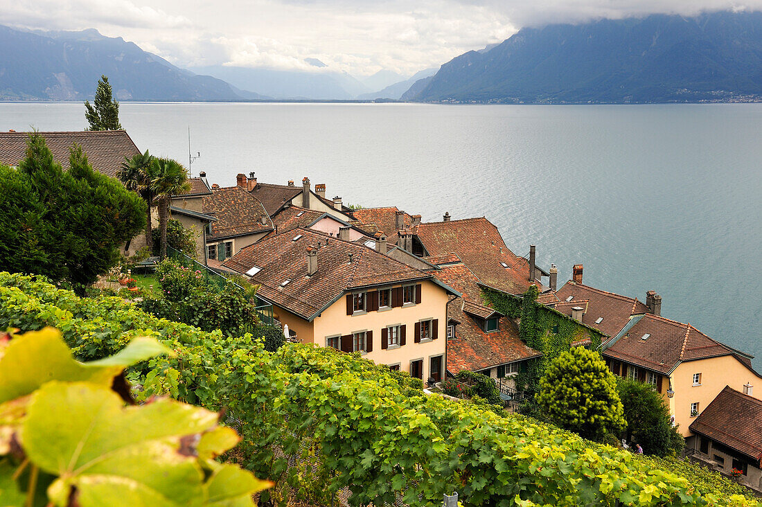 Mittelalterliches Dorf Saint-Saphorin inmitten der Weinbergterrassen des Lavaux am Ufer des Lac Léman, in der Nähe von Lausanne, Kanton Waadt, Schweiz