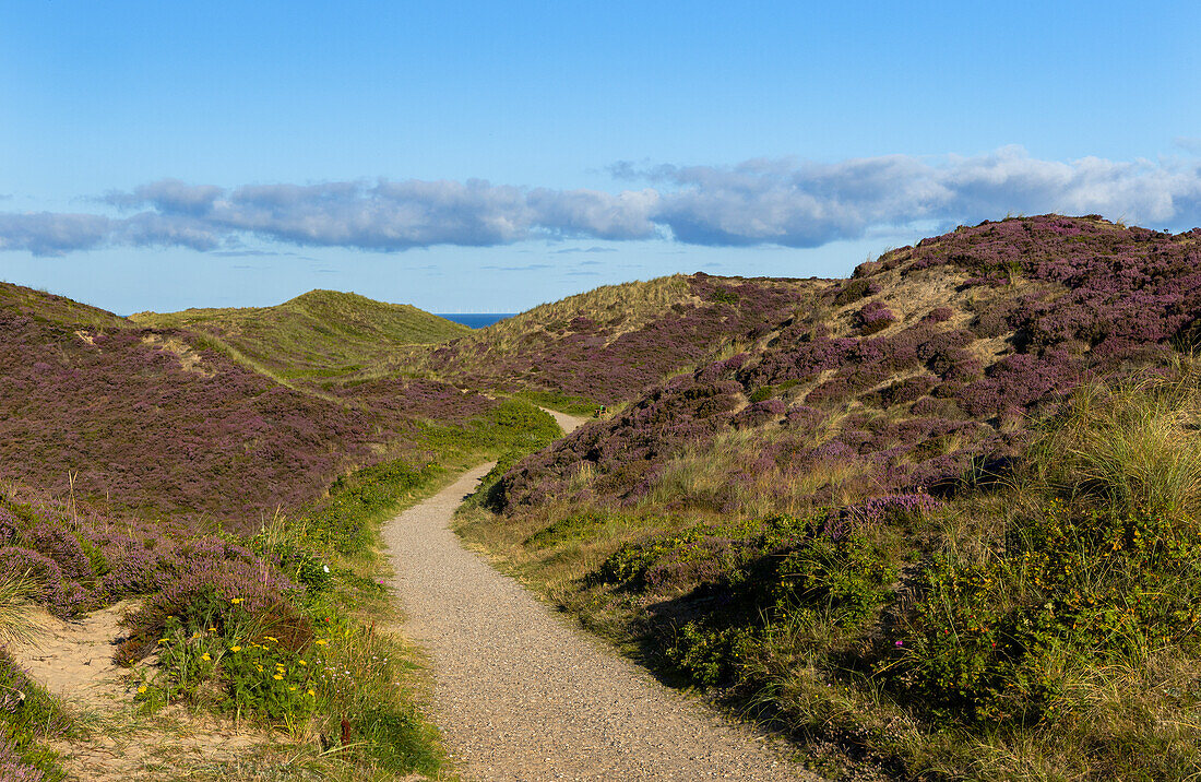 Pathway through heather and sand dunes, Kampen, Sylt, Schleswig Holstein, Germany, Europe