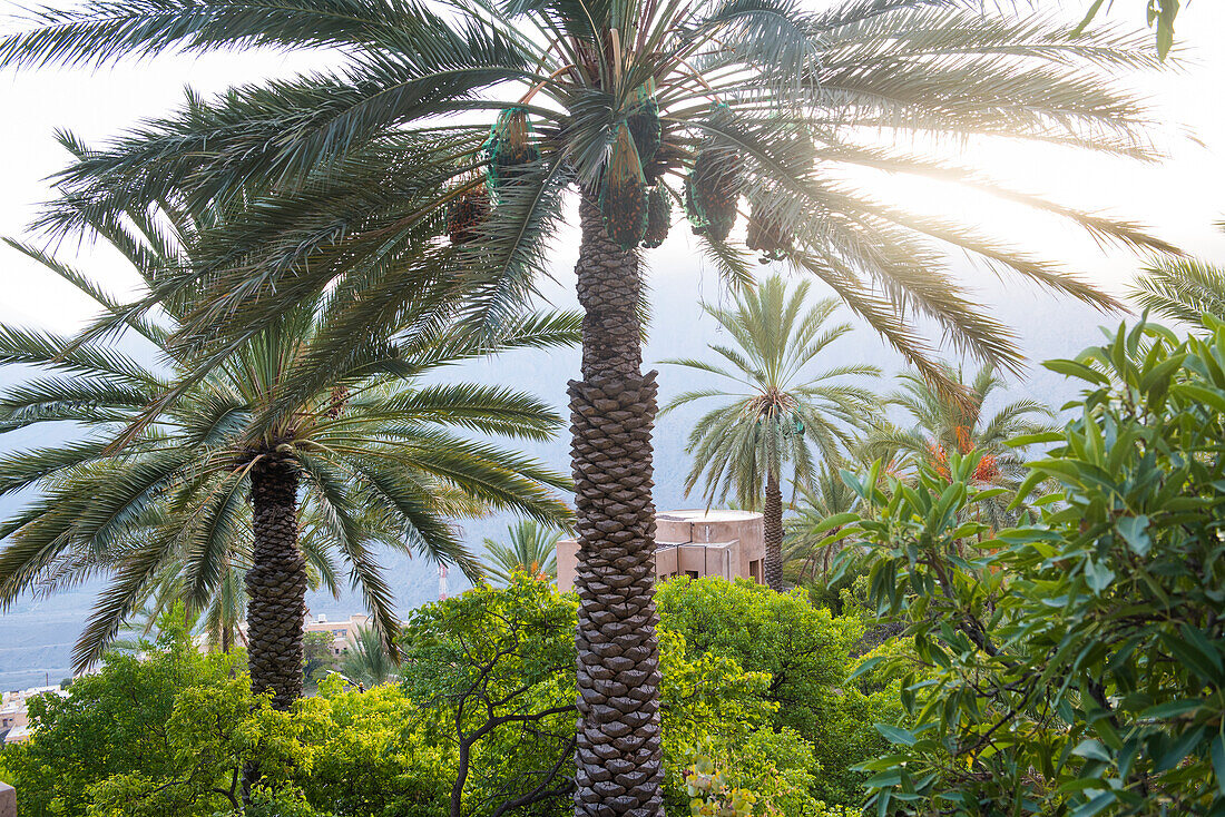 Palm trees, Wakan village, Western Hajar Mountains, border South Batinah Governorate and Al Dakhiliyah Governorates, Oman, Arabian Peninsula