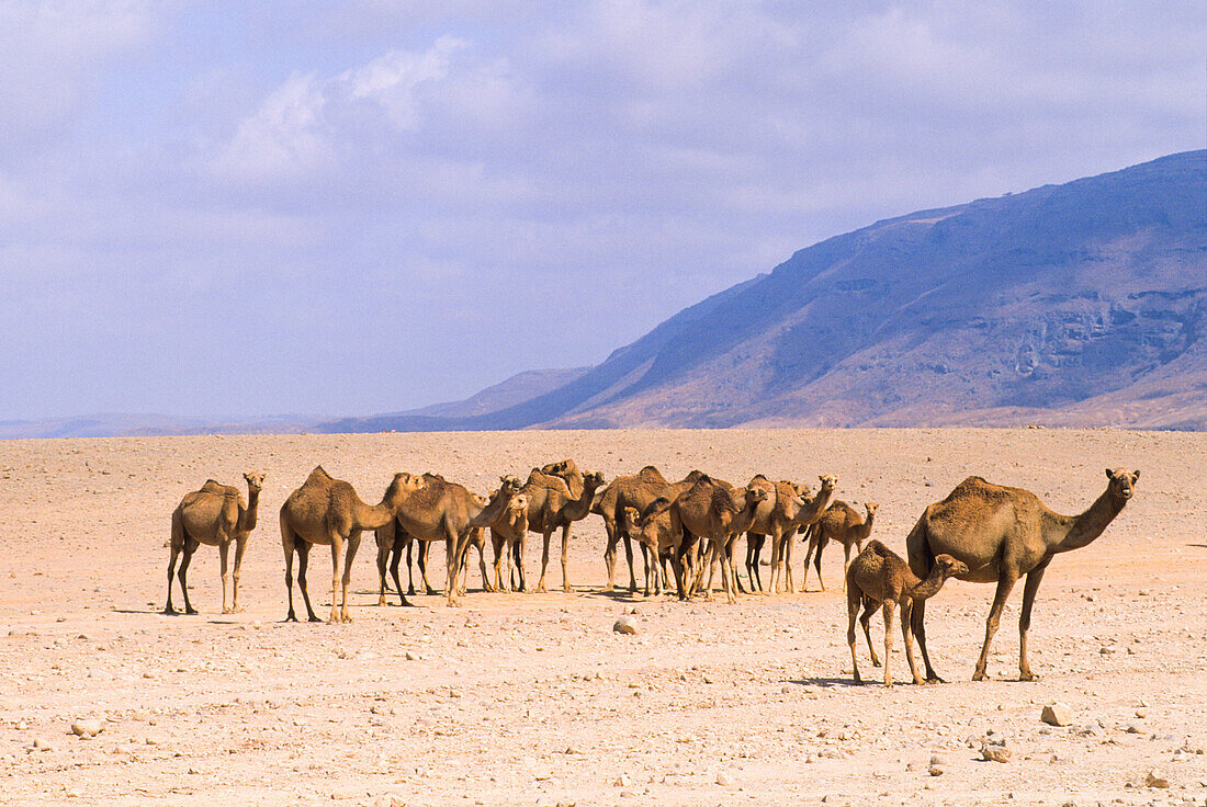 Camels, Dhofar, Sultanate of Oman, Arabian Peninsula