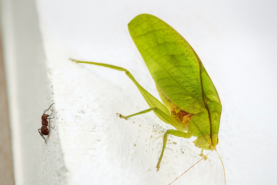 Rundkopf-Katydide (Buschgrille) (Amblycorypha), Ohrloch in den Vorderbeinen, hervorragender Blattmimiker mit Beinscharr-Gesang, Guanacaste, Costa Rica