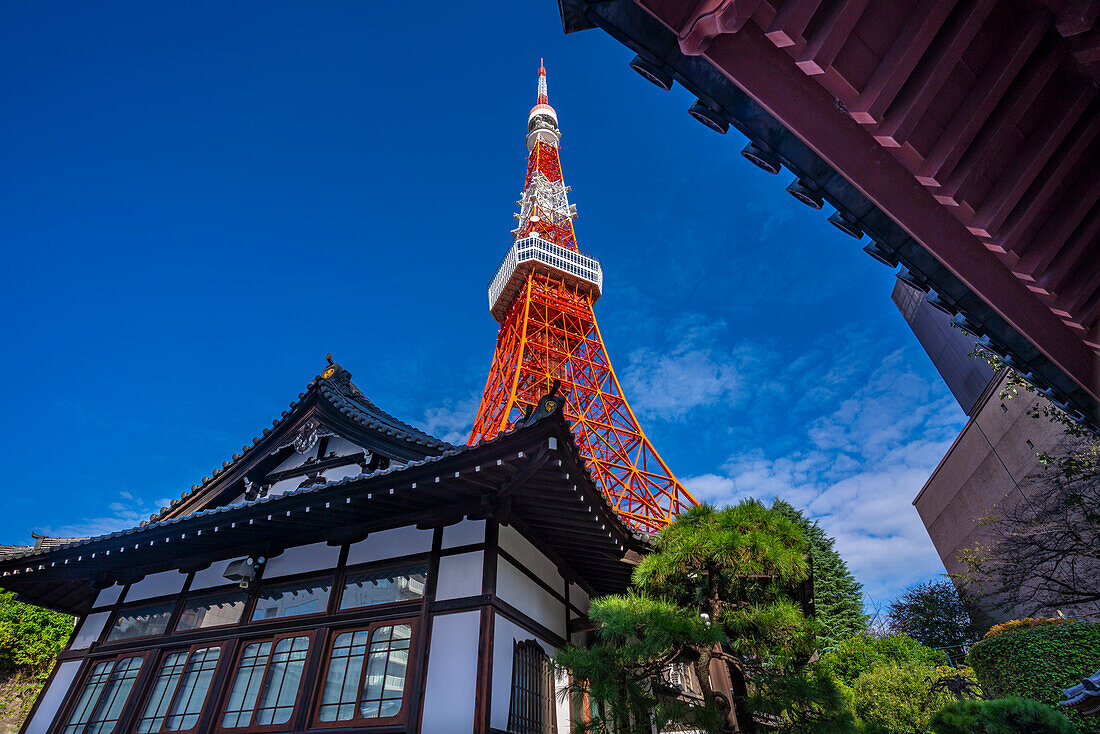 Blick auf den Tokio-Turm und den buddhistischen Shinkoin-Tempel vor blauem Himmel, Shibakoen, Minato City, Tokio, Honshu, Japan